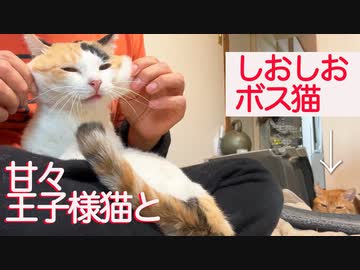 甘々オス三毛王子様猫としおしおボス猫
