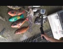 【コラボpart１】DAITUBEさんとコラボしてみた！【DAITUBE×大島軍】