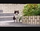 [野良猫]　マンションのエントランスに佇む猫　Japanese Stray cat