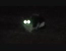 [野良猫]　暗闇から怪光線を放つ猫　Japanese Stray cat