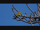 メジロの鳴き声（飛び立つ時）