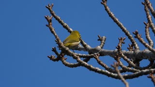 メジロの鳴き声（飛び立つ時）