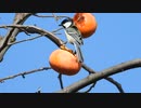 美味しそうに柿を食べるシジュウカラ
