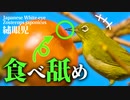 舌で舐める柿を食べる【野鳥撮影】かわいい鳥メジロ