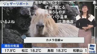 【小林李衣奈】カピバラ温泉リポート