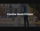 11_Canine Good Citizen Getting Your Dog Certified