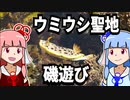 【琴葉姉妹の磯遊び】磯遊び＠ウミウシ研究の聖地【VOICEROID解説】