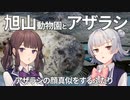 【小春六花＆夏色花梨車載】ふたりは旭山動物園へ！可愛いアザラシさんと目線をくれるフクロウさん【第2話】