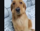 黙秘犬