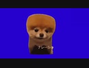角刈りの犬BB.unscreen