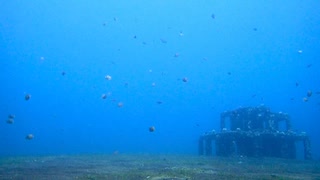 【バリ島ダイビング】ナレーション入れてみました(#^^#) アメッドの砂地でマクロ生物や可愛いお魚達を探す海中散歩に出かけよう！