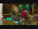 変なおじさんとこの　鶏さん３６７　今日はこの子１８