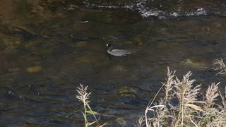 オオバンの鳴き声【鳥の鳴き声】