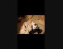 こねこすけたちとの最後のロフト遊び Tiktok