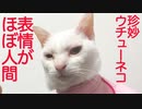 珍妙ウチューネコ、人間の表情をマスターする