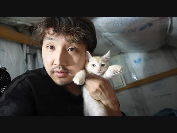 こねこすけたちとの最後のロフト遊び