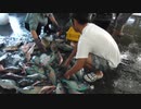 【コラボpart７】卸売市場に魚を出してきた！【DAITUBE×大島軍】