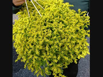 農作業-マンネングサの挿し芽作業