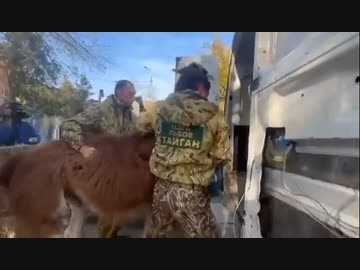 ホモと見るウクライナの動物園から動物を略奪するロシア軍