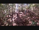 （猟期前の準備回）変態忍者の、有害鳥獣駆除従事活動記・その２１９