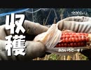 【第77回】収穫×2とアーニャ？