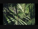 【NNIオリジナル】Secret Jungle