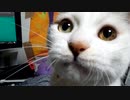 ちはや（猫）2022/11/20の様子