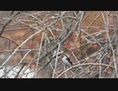 エナガの鳴き声と求愛行動