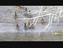 カルガモ親子のディーシー 成長記録【2日め】9ヒナ
