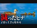 0605C①【みんなの動物園のカルガモ親子】子育て上手も減った雛。　#カルガモ親子　#カルガモ 　#身近な生き物語