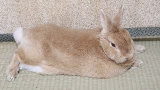 家なき子