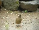 ビビリすぎ by ＮＨＫ