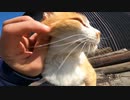【野良猫】野良猫が甘えてくるぅ！そう、ここは猫島ですｗ【猫動画】