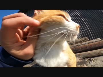 【野良猫】野良猫が甘えてくるぅ！そう、ここは猫島ですｗ【猫動画】