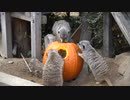 ハロウィンのカボチャを食べるミーアキャット