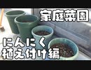 ベランダ家庭菜園を始めよう にんにく植え付け編
