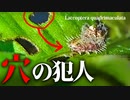 ヨツモンカメノコハムシとノアサガオ