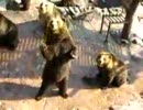 これはクマの中に人が入っていますね