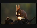 【NNIオリジナル】Foxy Squirrel