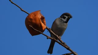 スズメの鳴き声と柿