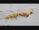 カルガモ親子のイーシー 成長記録【1日め】6ヒナ