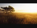 【NNIオリジナル】He Will Come To Fields Of Gold
