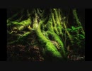 【NNIオリジナル】Forest People