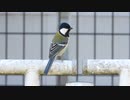 シジュウカラの鳴き声♪