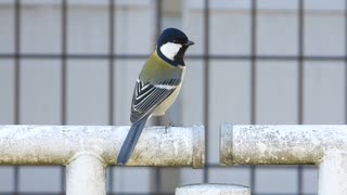 シジュウカラの鳴き声♪