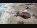 2022年11月20日 ゴスケ アオリイカ キロアップを釣る コメあり
