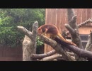 愛くるし過ぎるセスジキノボリカンガルーさん