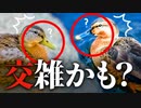 謎カモ、混血？エクリプス？
