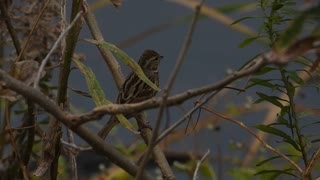 アオジのメス　鳴き声