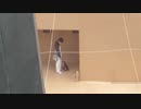 飼育員に餌をねだるペンギン